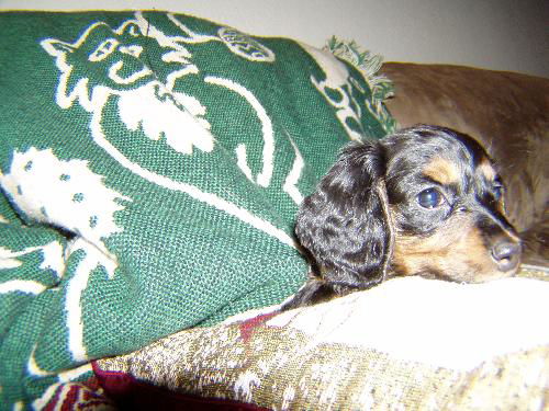 Moxie....CA