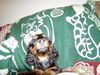 Moxie....CA