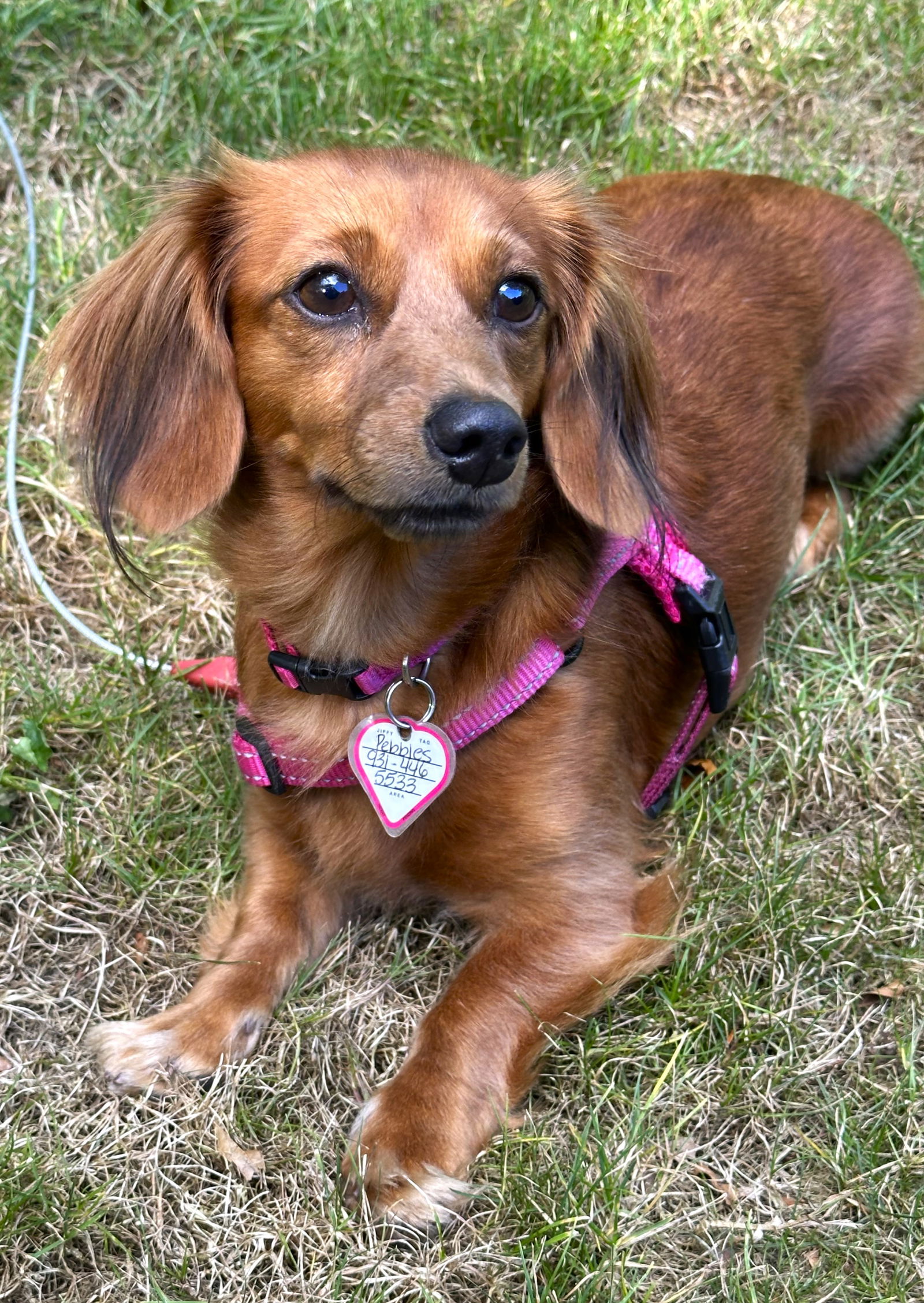 adoptable Dog in Shelbyville, TN named Pebbles in PA (Wants LOVE)