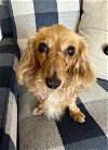 adoptable Dog in , TN named Rachael in TN