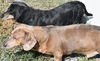 Harley and Sparkle in TN(bonded pair)