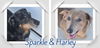 Harley and Sparkle in TN(bonded pair)