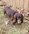 Olivia in TN