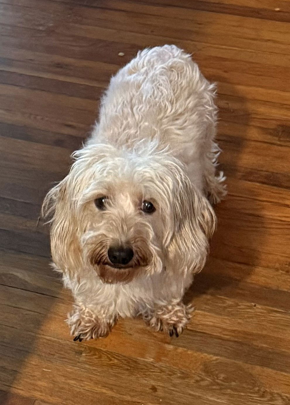 adoptable Dog in Shelbyville, TN named Bandit in SC