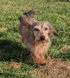 Scruffy in FL(he smiles!)