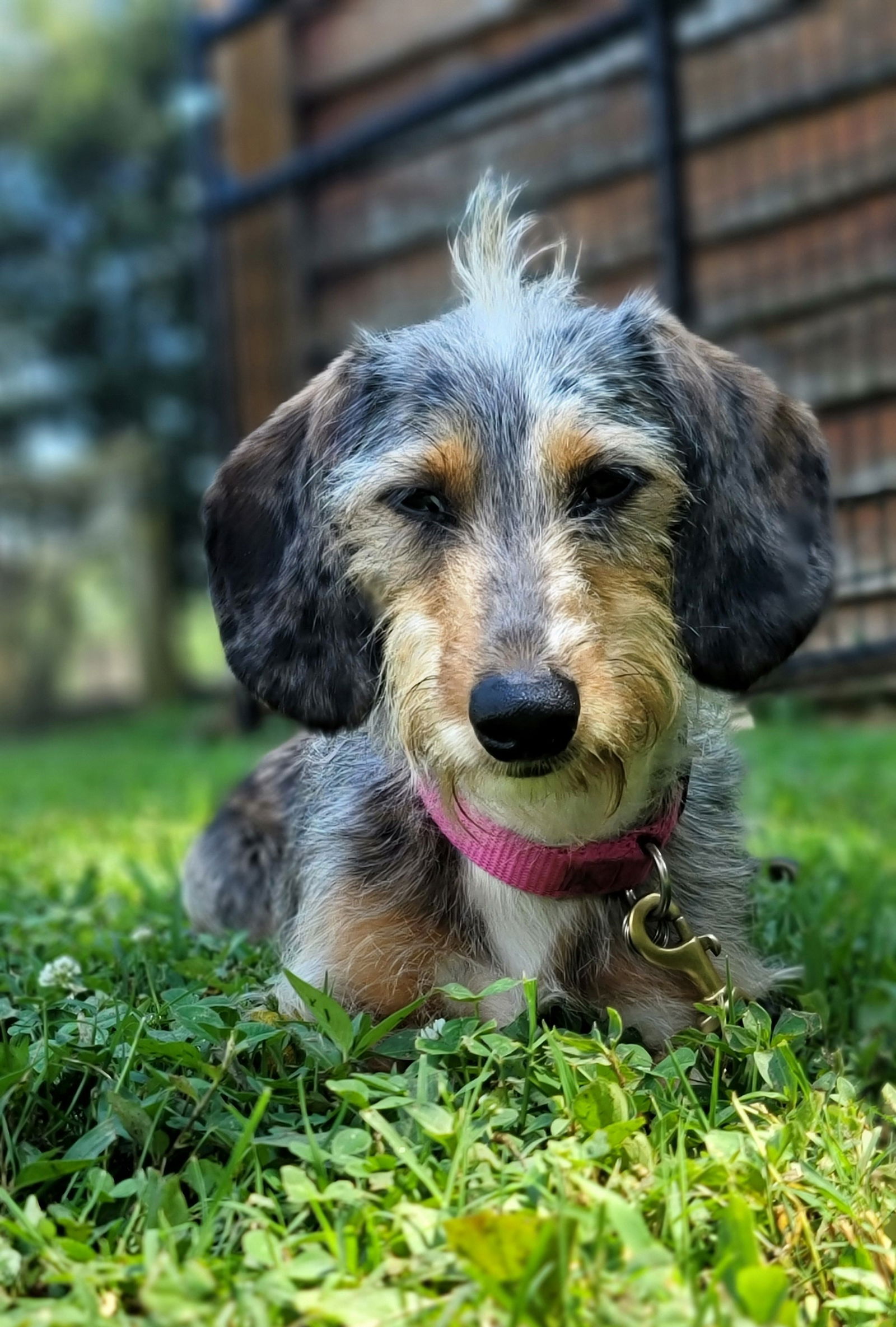 adoptable Dog in Shelbyville, TN named Winston in NC