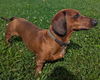 Max in VA