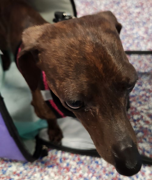 Lulu in FL