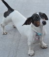 Maggie ADOPTED in May