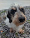 Snoopy in WI