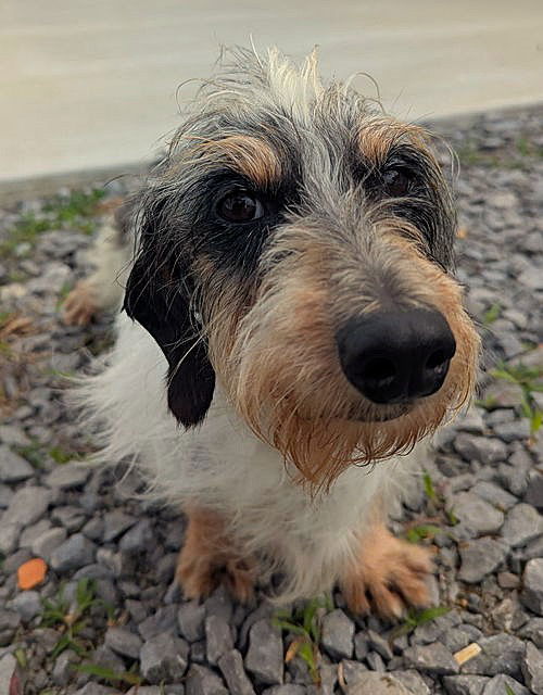 Snoopy ADOPTED to WV