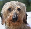 Waylon ADOPTED in May