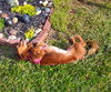 Harlee in TN
