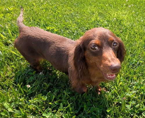 Lexie in AR