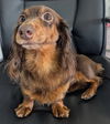 Lexie in AR