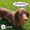 Lexie in TN