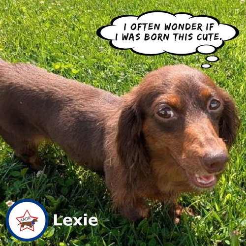 Lexie in TN