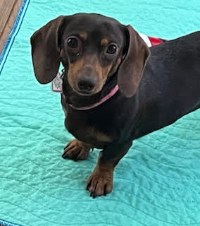Starla in AR