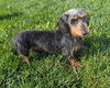 Charlie in TN