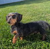 Charlie in TN