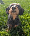 Charlie in TN
