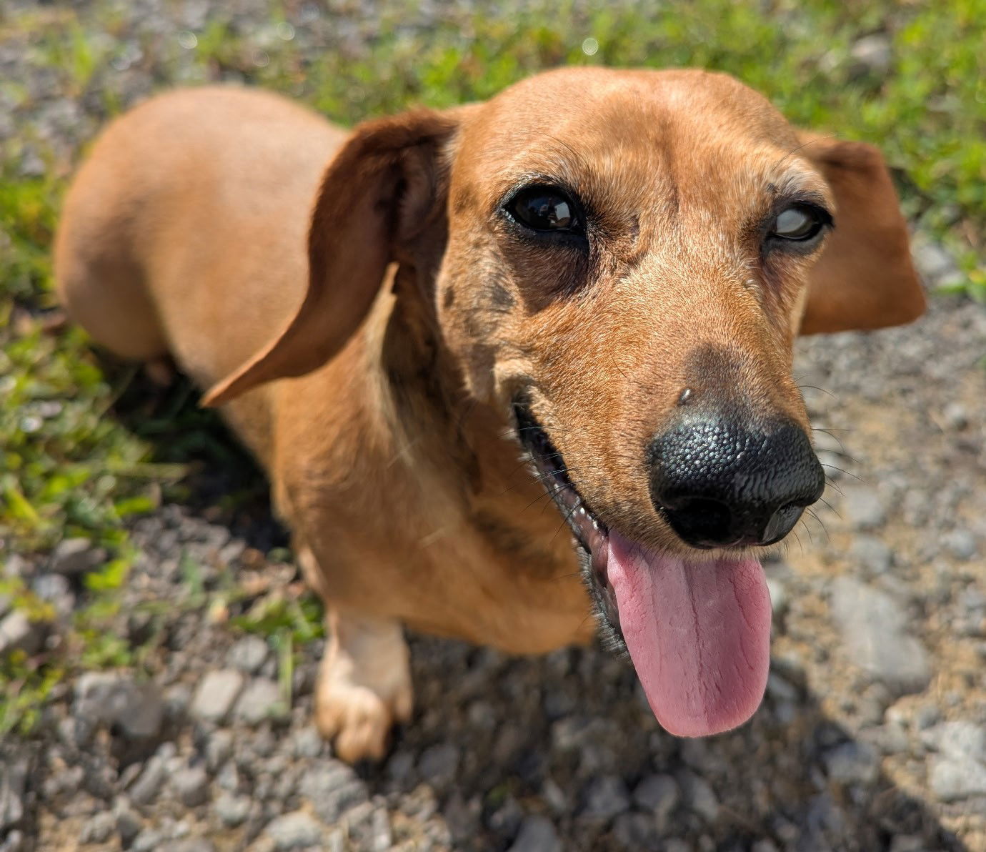 adoptable Dog in Shelbyville, TN named Lily in LA