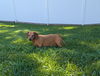 Lily in TN