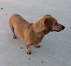 Lily in TN