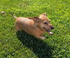 Lily in TN