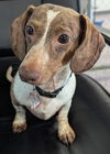 Louie in TN
