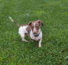 Louie in TN