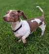 Louie in TN