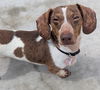Louie in TN