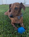 Frankie in WI