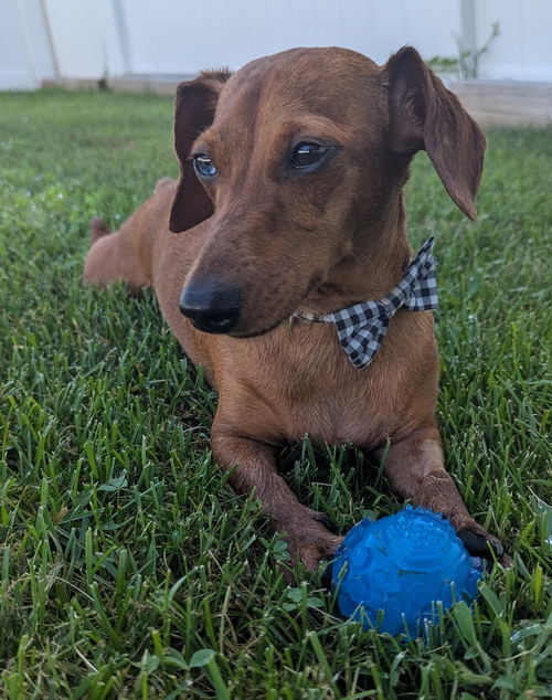 Frankie in WI