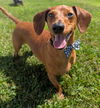 Frankie in WI