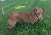 Frankie in WI