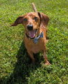 Frankie in WI