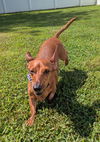 Frankie in WI