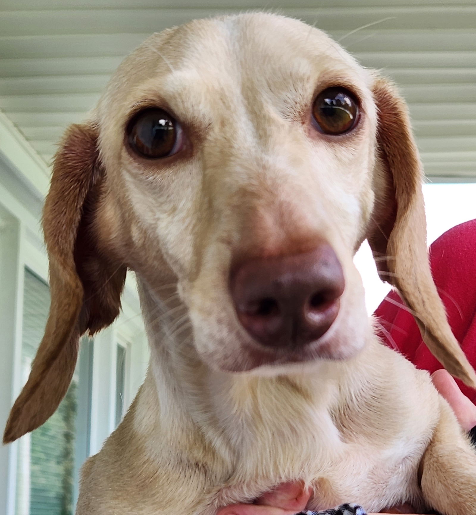 adoptable Dog in Shelbyville, TN named Luna in TN