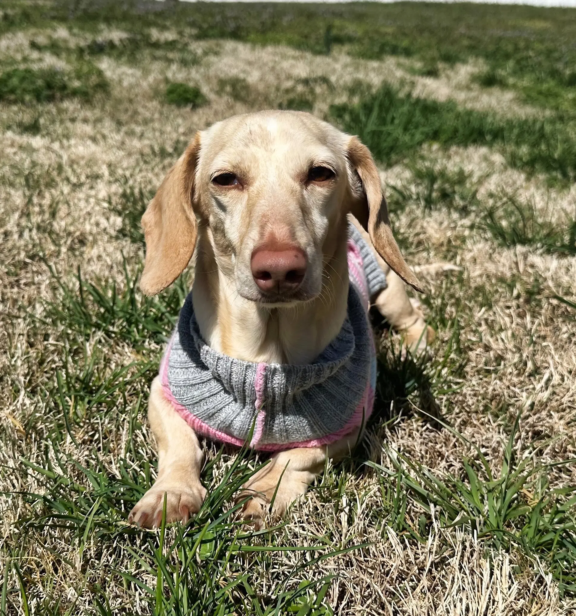 Luna In Ky - Dachshund