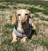 Luna in KY