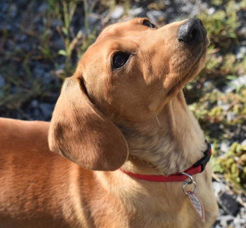 Hank (Bonded with Beans) in TN