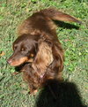 Chewy in TN