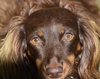 Chewy in TN