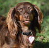Chewy in TN