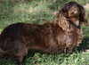 Chewy in TN