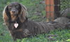 Chewy in TN