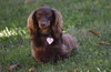 Chewy in TN