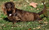 Chewy in TN